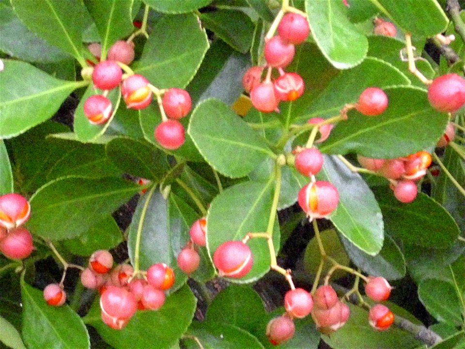 Euonymus japonicus leaves and fruits, Dehesa Boyal de Puertollano, Spain
