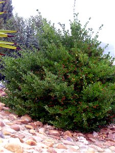 Euonymus japonicus habit, Dehesa Boyal de Puertollano, Spain photo