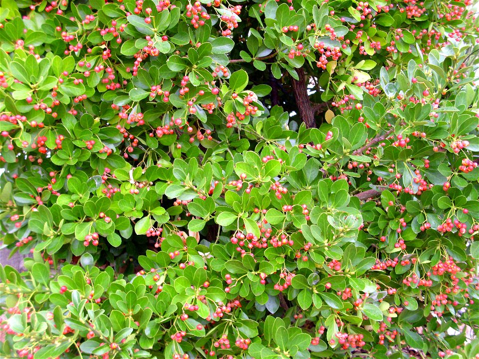 Euonymus japonicus, Dehesa Boyal de Puertollano, Spain