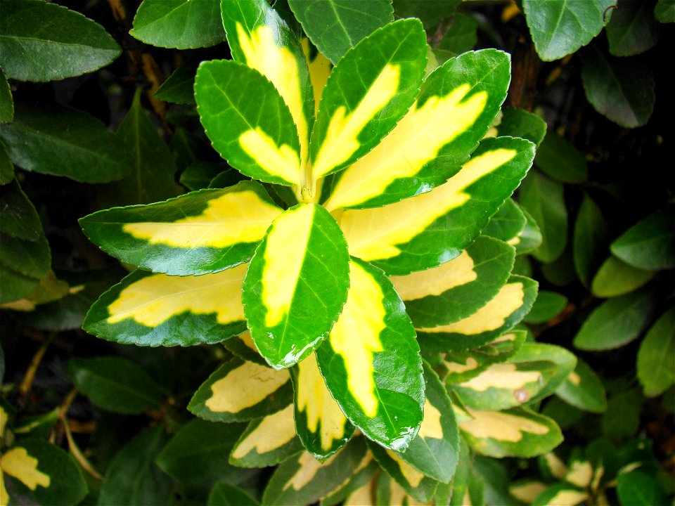 Euonymus japonicus cultivar specimen leaves, taken in Sao Paulo Brazil