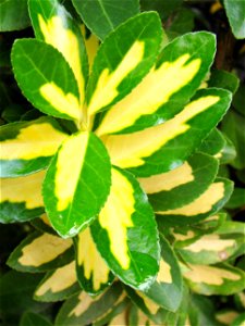 Euonymus japonicus cultivar specimen leaves, taken in Sao Paulo Brazil