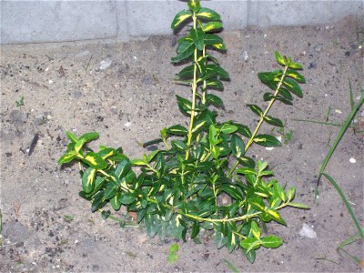 Unidentified spindle