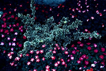 Euonymus fortunei var. Emerald gaiety