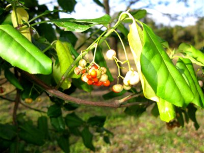 Euonymus fortunei ,Aizu area,Fukushima pref.,Japan