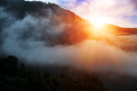 Light forest landscape