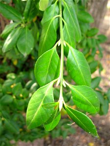 Euonymus fortunei ,Aizu area,Fukushima pref.,Japan