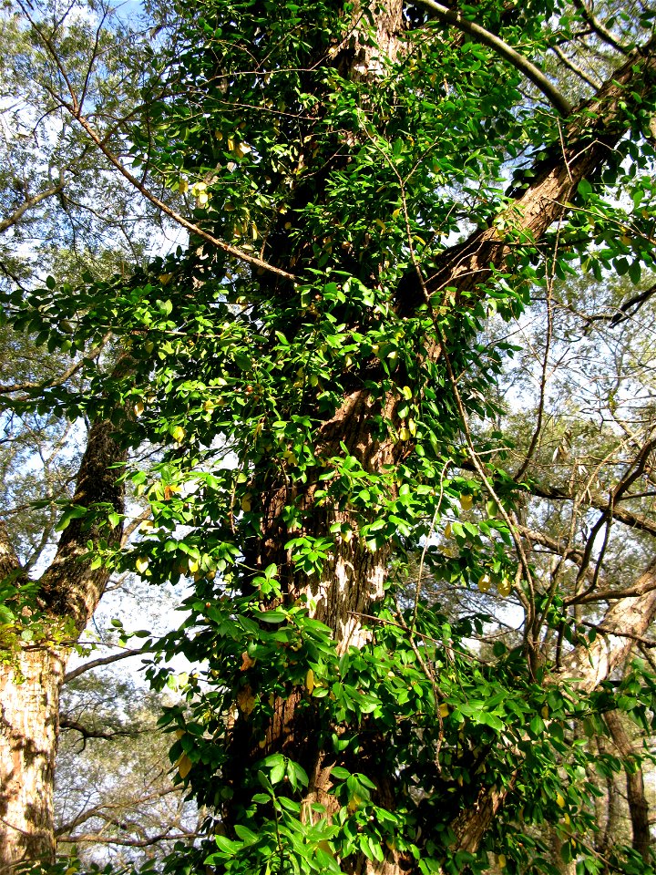 Euonymus fortunei ,Aizu area,Fukushima pref.,Japan