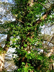 Euonymus fortunei ,Aizu area,Fukushima pref.,Japan