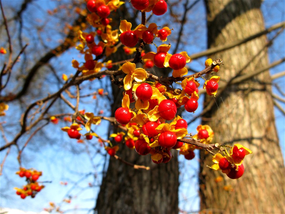 Celastrus orbiculatus, Fruit, Aizu area, Fukushima pref., Japan