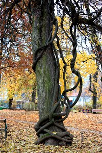 Celastrus orbiculatus Locality: Schiller Park Community:Villach photo