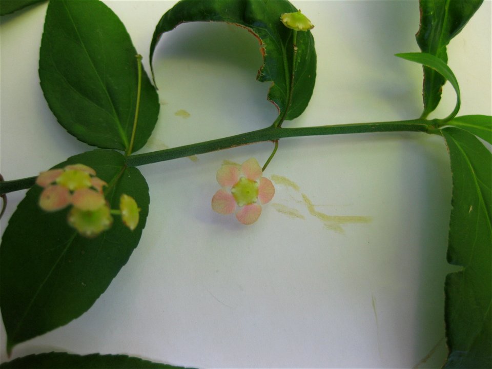 Euonymus americanus