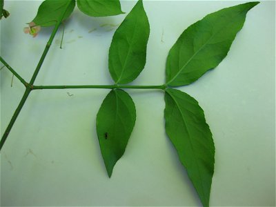 Euonymus americanus