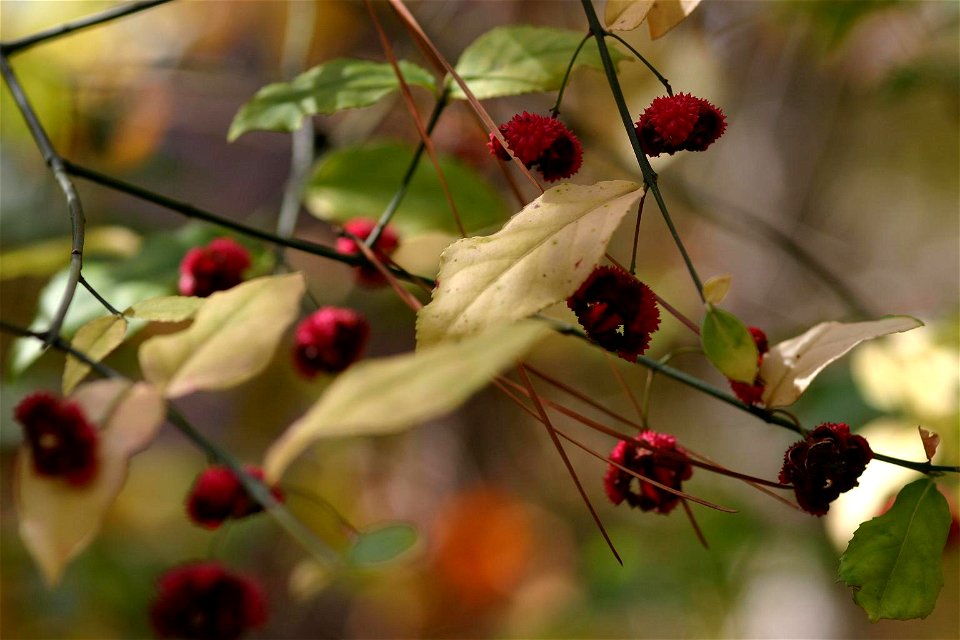 Euonymus americanus open fruit pods in autumn. Location: Raleigh NC
