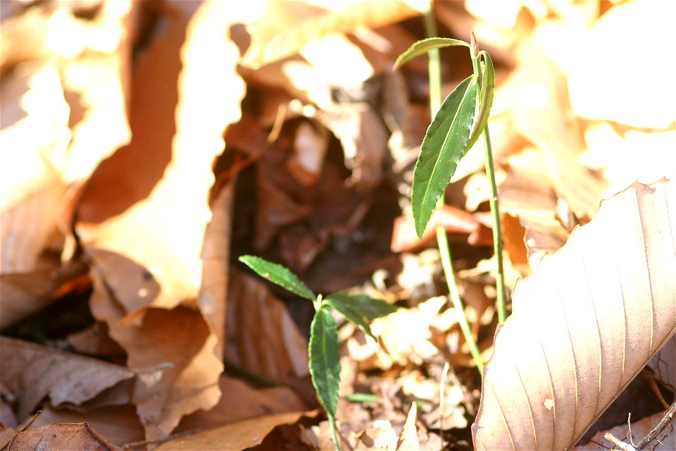 Leaves and growth tips of E. americanus