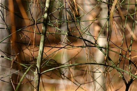 Stems of E. americanus are quite striking in winter. Raleigh, North Carolina.