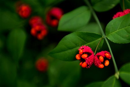 Euonymus americanus (Also called Hearts-a-burstin) capsules open to reveal red seeds in Arlington National Cemetery, Oct. 13, 2016, in Arlington, Va. (U.S. Army photo by Rachel Larue/Arlington Nationa