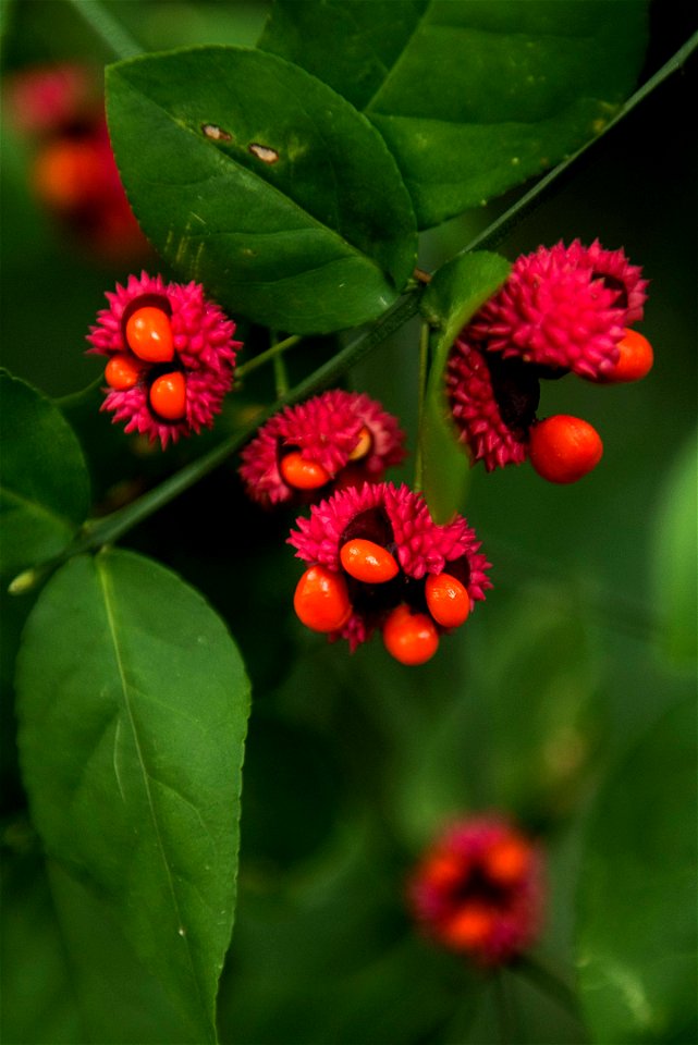 Euonymus americanus (Also called Hearts-a-burstin) capsules open to reveal red seeds in Arlington National Cemetery, Oct. 13, 2016, in Arlington, Va. (U.S. Army photo by Rachel Larue/Arlington Nationa