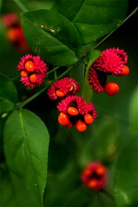 Euonymus americanus (Also called Hearts-a-burstin) capsules open to reveal red seeds in Arlington National Cemetery, Oct. 13, 2016, in Arlington, Va. (U.S. Army photo by Rachel Larue/Arlington Nationa