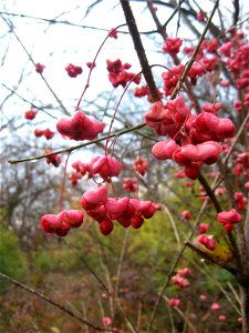 Euonymus atropurpureus fruit. Lake Reba, Madison County, Kentucky