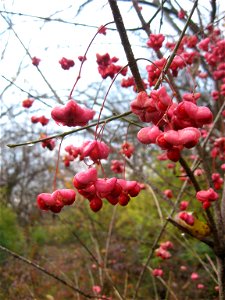 Euonymus atropurpureus fruit. Lake Reba, Madison County, Kentucky photo