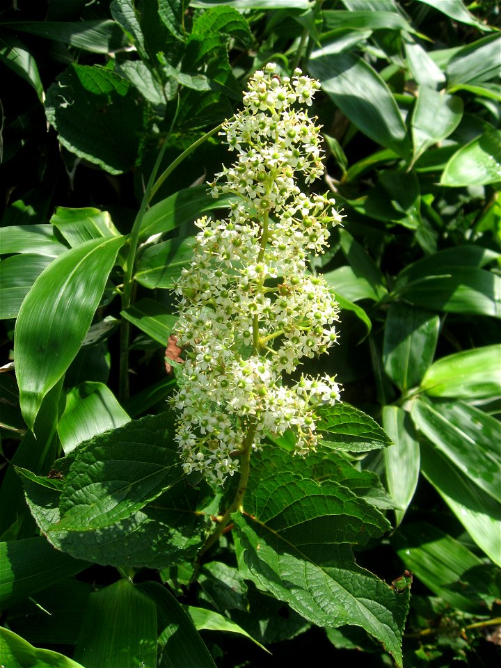 Tripterygium_regelii,Aizu area,Fukushima pref.,Japan