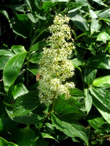 Tripterygium_regelii,Aizu area,Fukushima pref.,Japan