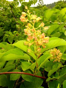 Tripterygium regelii,Mt.Azuma-yama,Fukushima pref.,Japan