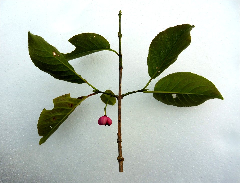 Euonymus hamiltonianus, sitting the snow. Wild specimen at edge of forest along road, in hills the eastern part of Sengokuhara. Hakone, Kanagawa Prefecture, Japan.