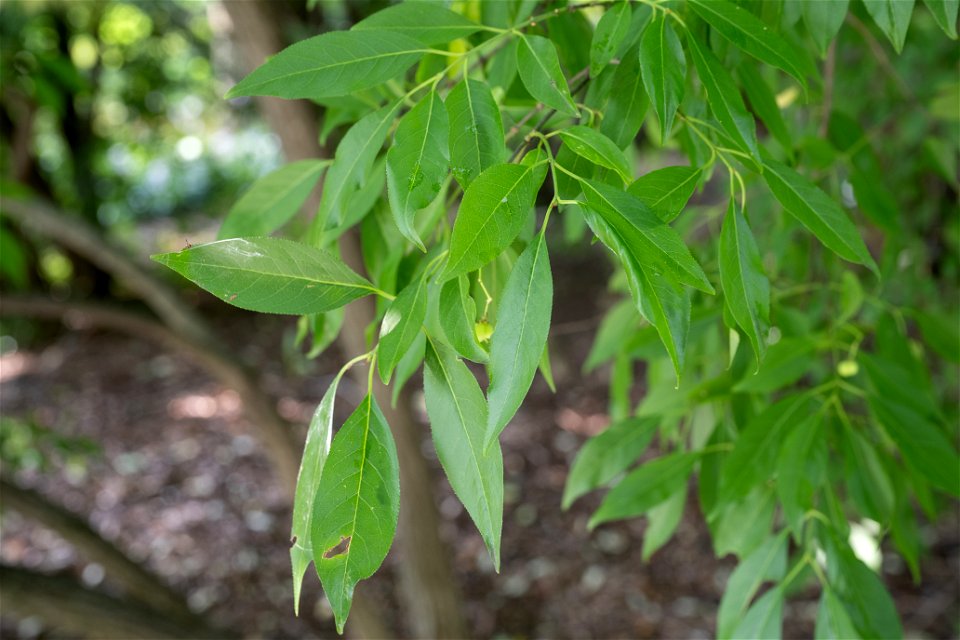 Celastracees. Euonymus hamiltoniana, Wallich. Yedoensis, Fusain. Jardin botanique Roger-Van den Hende, is a 6-hectare botanical garden managed by Laval University in Quebec, Canada.