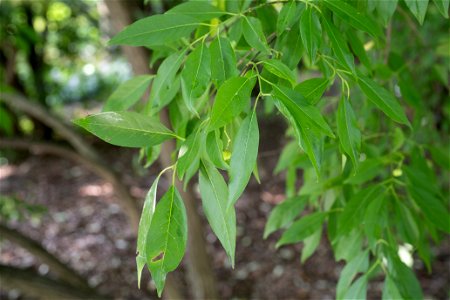 Celastracees. Euonymus hamiltoniana, Wallich. Yedoensis, Fusain. Jardin botanique Roger-Van den Hende, is a 6-hectare botanical garden managed by Laval University in Quebec, Canada.