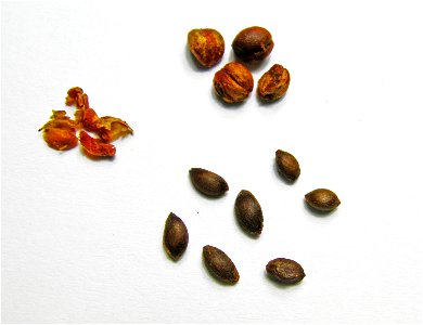 Celastrus paniculatus seeds photo