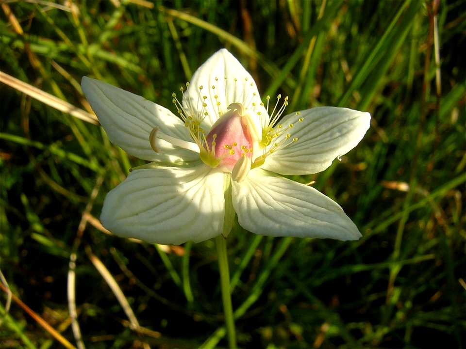 Parnassia palustris. Flower close-up