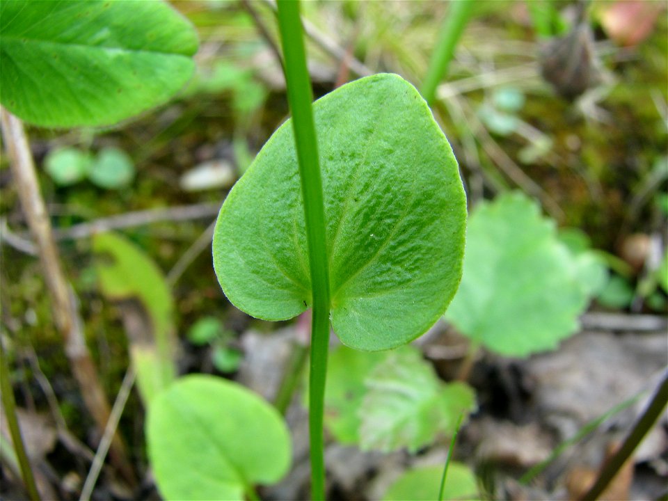 Parnassia palustris. Leaf close-up