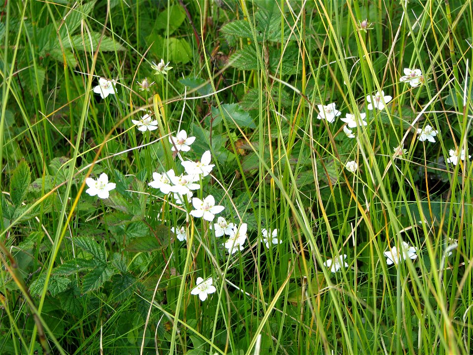 Parnassia palustris. Plants' habitat.