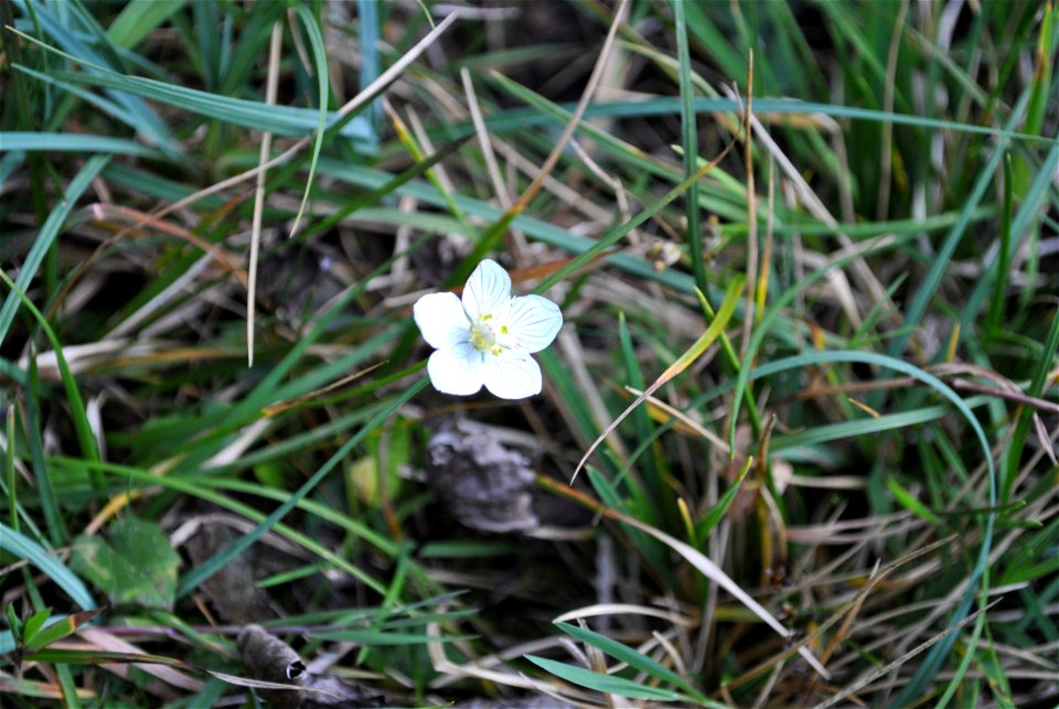 Sumpf-Herzblatt (Parnassia palustris)  Passo di Pramollo/Nassfeldpass (Grenze Österreich/Italien bzw. Kärnten/Region Friuli Venezia Giulia): Pflanze fotografiert in der Nähe des Nassfeldkirchleins