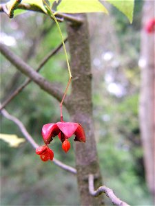 Fruit of Euonymus planipes.