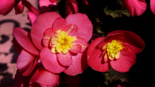 Pink flowers romantic garden botanical garden photo