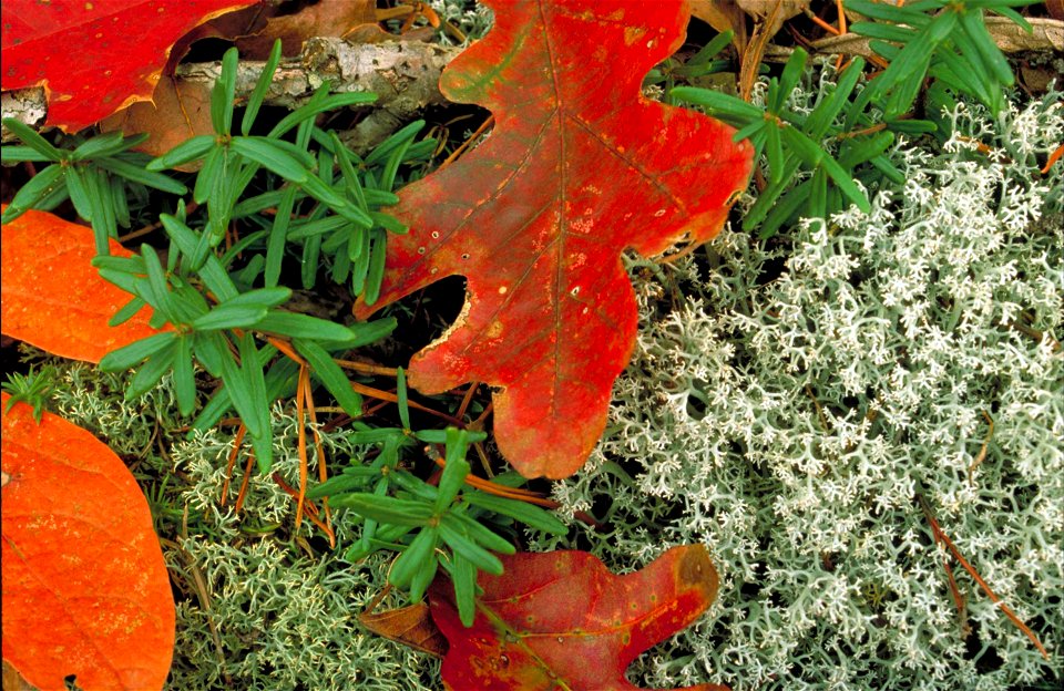 Image title: Beautiful red mountain lover flower pachystima paxistima myrsinites
Image from Public domain images website, http://www.public-domain-image.com/full-image/flora-plants-public-domain-image