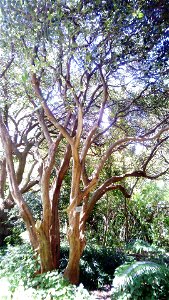 Cassine peragua or Cape Saffron trees.