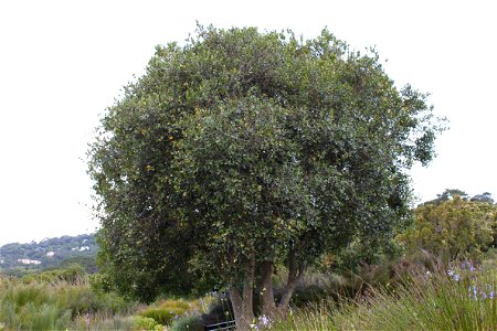 A small specimen of Cassine peragua or the Cape Saffron tree. Photo taken in Cape Town. photo