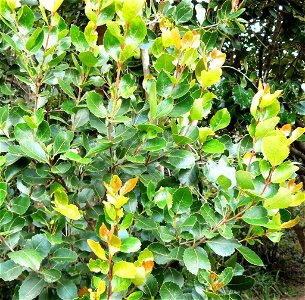 Leaf detail of a Cape Saffron (Cassine peragua) in Cape Town photo