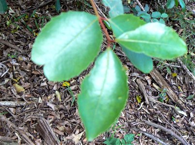 Individual leaf group - Cape Saffron (Cassine peragua) - Cape Town photo