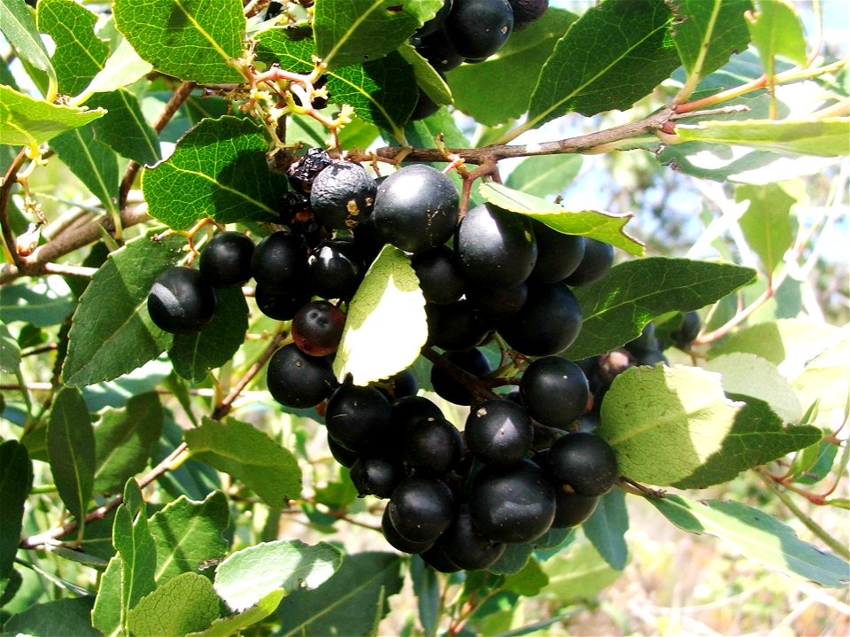 Berries of the Cassine peragua tree.