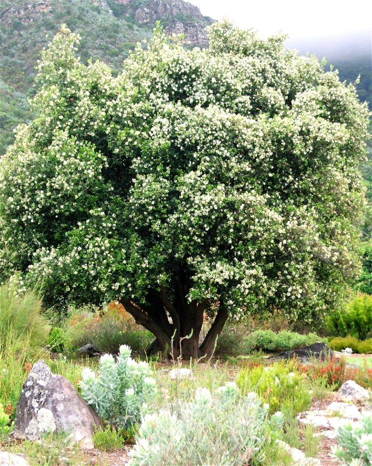 A Cape Saffron tree in flower in Cape Town. Cassine peragua.