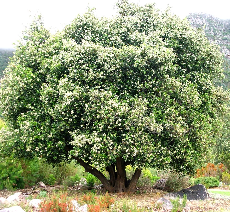 Cassine peragua. A medium sized Cape Saffron tree in flower in Cape Town.