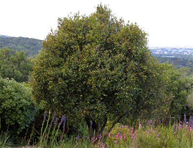 A young Cape Saffron tree. Cassine peragua. Photo of small specimen taken in Cape Town garden.