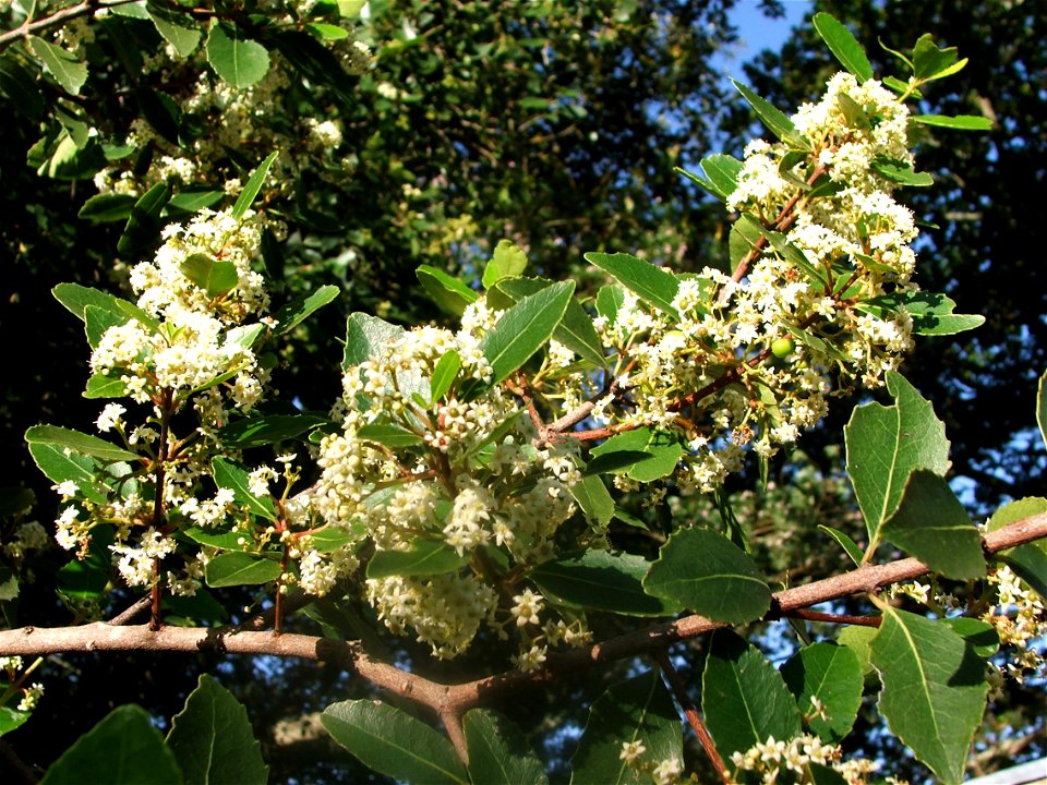 Flowers of the Cape Saffron tree. Cape Town.