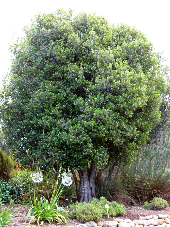 A medium-sized specimen of Cassine peragua or Cape Saffron. Cape Town.