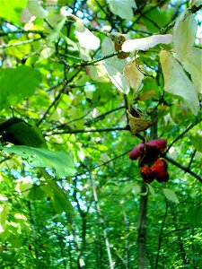 Euonymus verrucosa