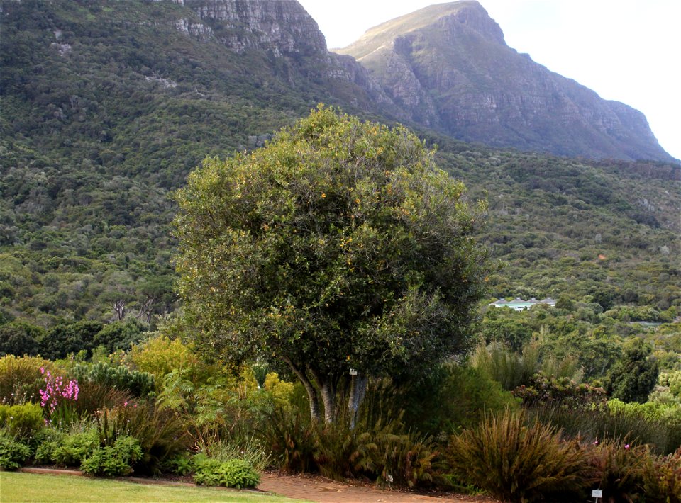 A young Cape Saffron tree. Cassine peragua. Growing in garden on lower slopes of Table Mountain. Cape Town.
